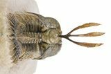 Trident Walliserops Trilobite - Exceptional Preparation #251922-4